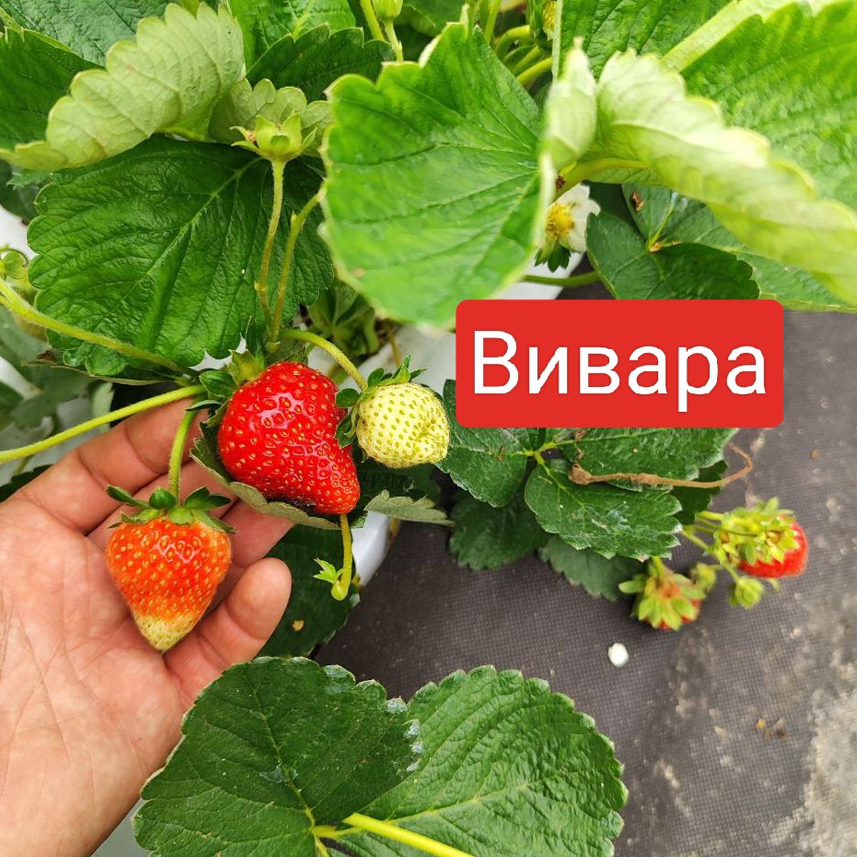 Клубника Вивара