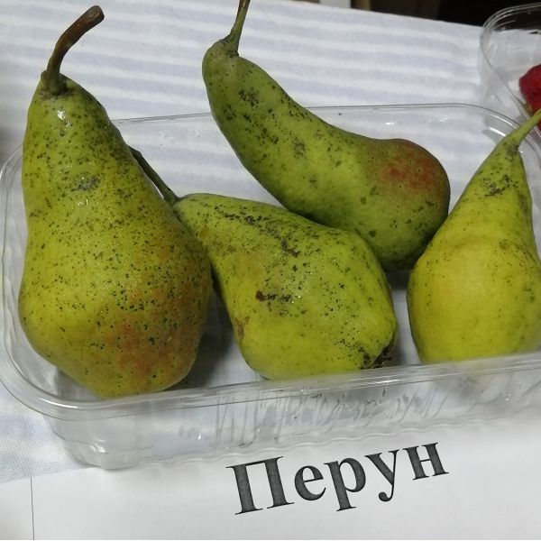 Перун осенняя груша однолетний саженец