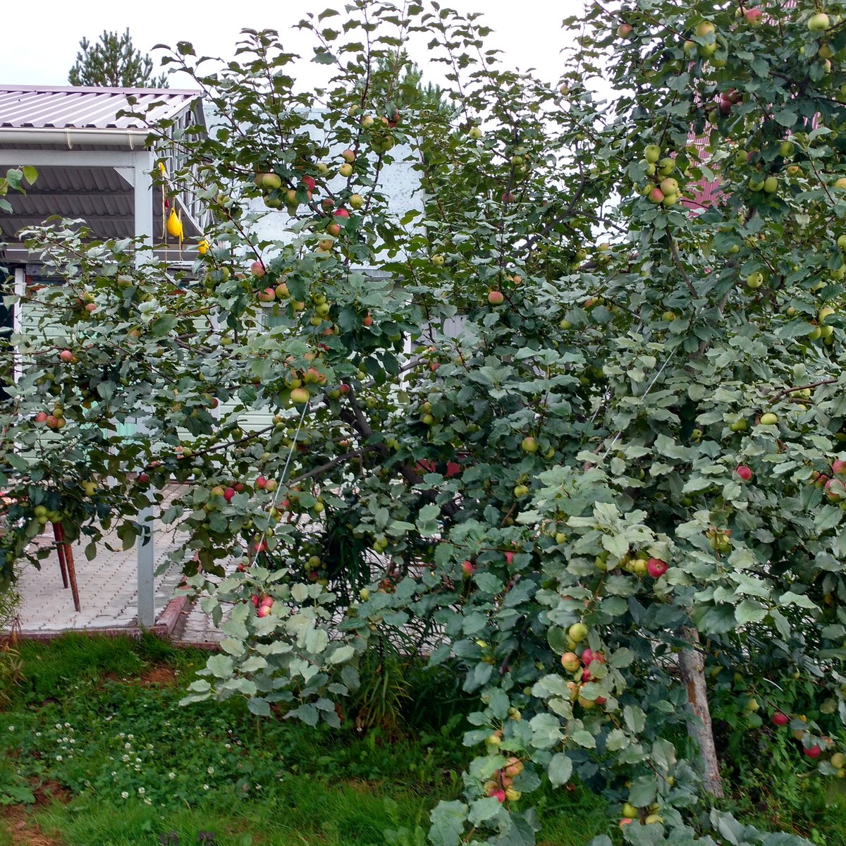 Амурское Красное осенняя яблоня однолетний саженец