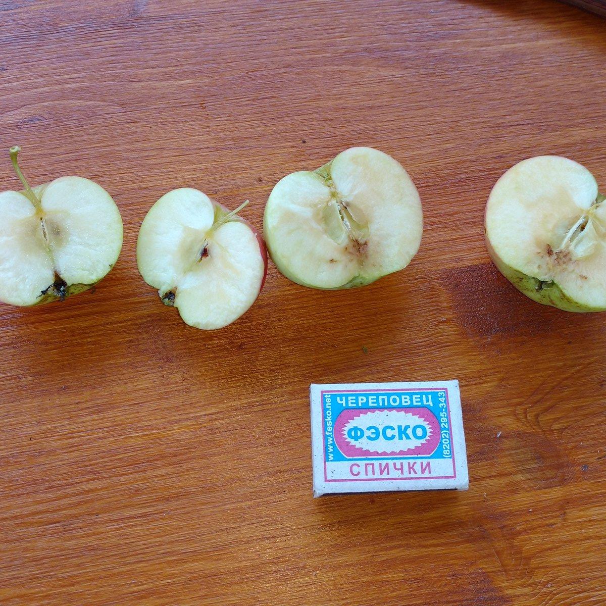 Амурское Красное осенняя яблоня однолетний саженец
