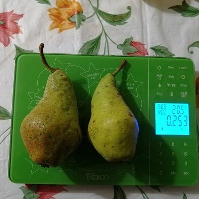 Перун осенняя груша однолетний саженец