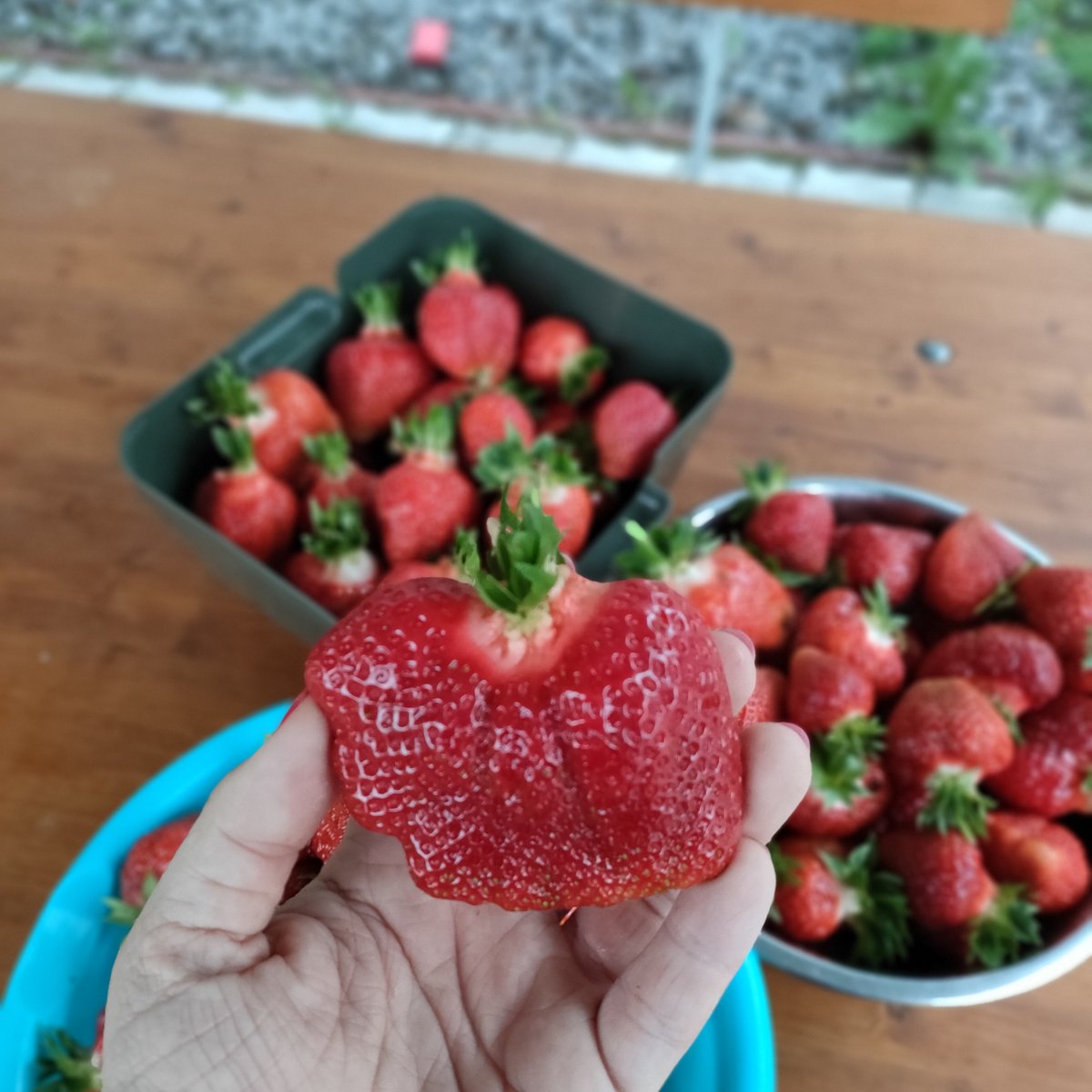 Клубника Азия