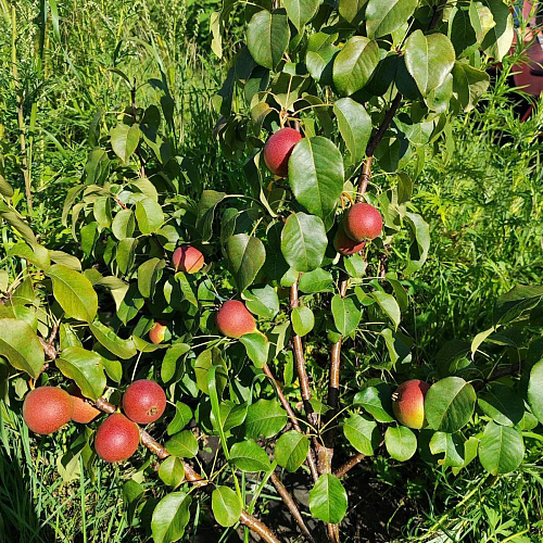 Веселинка летняя груша однолетний саженец
