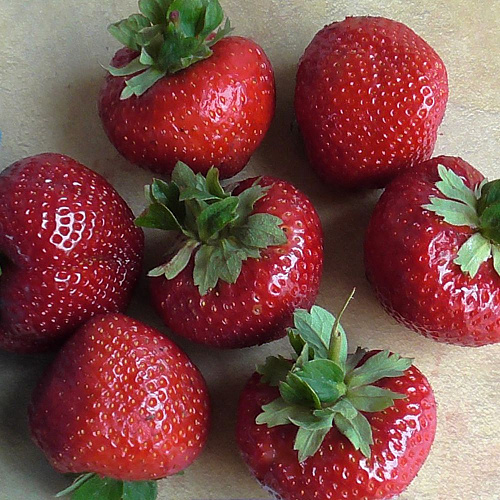 Клубника Сенсация