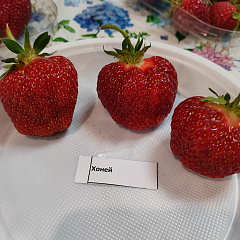 Клубника Хоней