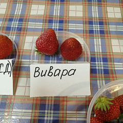 Клубника Вивара