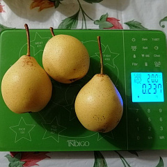 Дальневосточница осенняя груша однолетний саженец