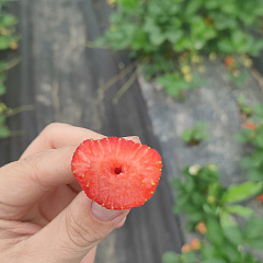 Клубника Мурано