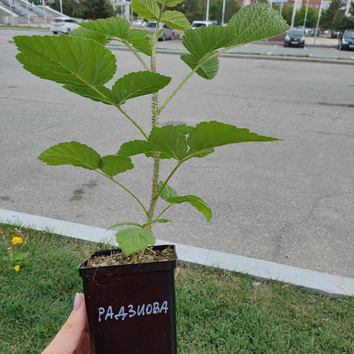 Малина летняя красная Радзиова