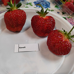 Клубника Хоней
