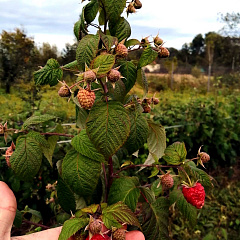 Поклон Казакову малина ремонтантная красная
