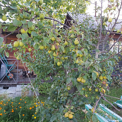 Дальневосточница осенняя груша однолетний саженец