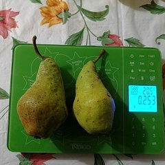 Перун осенняя груша однолетний саженец